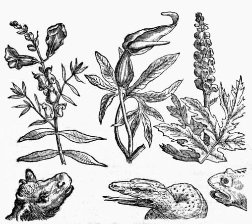 Файл:Della porta phytognomonica.jpg