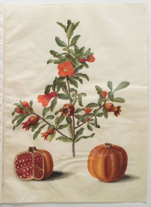 Punica granatum1.jpg